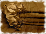 Old Roses Photographic Print by Abdul Kadir Audah