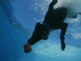 Black Lab Retrieves a Toy Underwater Photographic Print by Bill Curtsinger