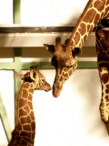 Giraffe Mother and Child Snuggle Photographie par Abdul Kadir Audah