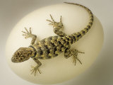 Desert Lizard Crawling on a Large White Egg Lámina fotográfica por Images Monsoon Desert Lizard Crawling on a Large White Egg Lámina fotográfica por Images Monsoon