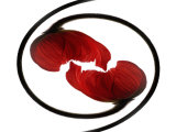 Entwined Poppy Flowers Reprodukcja zdjęcia autor Images Monsoon Entwined Poppy Flowers Reprodukcja zdjęcia autor Images Monsoon