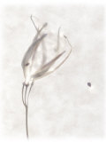 Still Life of a Flower Photographic Print by Joyce Tenneson