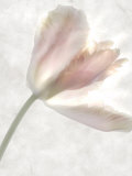 Still Life of a Flower Photographic Print by Joyce Tenneson