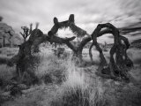 Fallen Joshua Tree, California Lámina fotográfica por Images Monsoon