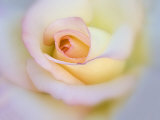 Rose Photographie par Diane Miller