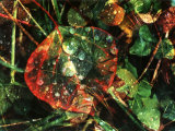 Fallen Aspen Leaves after Rain, Rocky Mountains, Southwest Colorado, USA Photographic Print by Margaret L. Jackson