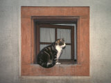 Cat Sitting on a Window Ledge Photographie par Diane Miller