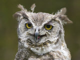 Close-Up of an Owl Photographie par Diane Miller