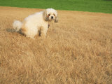 Poodle Urinating on Dead Grass Photographic Print by Steve Cicero