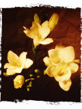 Three Freesia Photographic Print by Abdul Kadir Audah