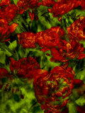 A Bed of Red Curly Tulips, Keukenhof, Holland Photographic Print by Abdul Kadir Audah