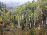 Going for a Hike in the Early Fall, Caribou National Forest, Idaho Photographic Print by Drew Rush