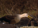 Waved Albatross, Phoebastria Irrorata, with it's Chick Photographic Print by Mattias Klum