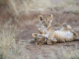 Two Male Lion Cubs Wrestle on the Trail in Samburu, Kenya, East Africa Photographic Print by Mark Ross