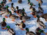 Group of Mallard Ducks Walking on a Frozen Pond Photographic Print by Darlyne A. Murawski