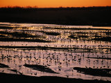 Sandhill Cranes Roost Along the Platte River in Nebraska, Photographic Print