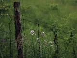 Wildflowers and Vines Growing in an Old Fence Topped with Barbed Wire Photographic Print by Raymond Gehman
