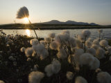 Cotton Grass Along Tundra Lake, Alaska Photographic Print by Michael S. Quinton