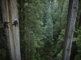 Botanists Take a Core Sample of a 350-Foot Giant Redwood Tree Photographic Print by Michael Nichols
