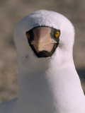 Masked Booby, Sula Dactylatra, Looking at the Camera Photographic Print by Mattias Klum