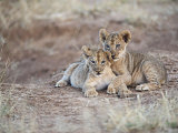 Two African Lion Cubs, Arm in Arm, as They Play in Kenya Photographic Print by Mark Ross