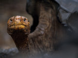 Endangered Giant Galapagos Tortoise Looking at the Camera Photographic Print by Mattias Klum