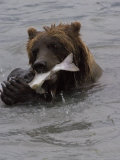 Brown Bear Photographic Print by Michael S. Quinton