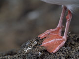 Close-up of a Bird's Red Feet on Volcanic Rock Photographic Print by Mattias Klum