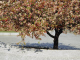 Crabapple Tree in Bloom Photographic Print by Raymond Gehman