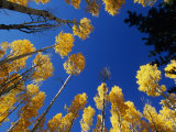 Blue Autumn Sky Contrasts with the Yellow Aspen Leaves Photographie par David Edwards