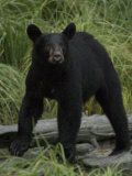 Black Bear Ursus Americanus Photographic Print by Michael S. Quinton