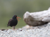Black Oystercatcher, Haematopus Bachmani Photographic Print by Roy Toft