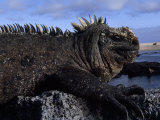 Close-up of a Marine Iguana on Volcanic Rock at the Shore Photographic Print by Mattias Klum