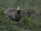 Greater White Fronted Goose (Anser Albifrons) Denali, Alaska Photographic Print by Michael S. Quinton