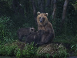 Brown Bear Breast-Feeding Her Cubs at Kurilskoye Lake Preserve Photographic Print by Randy Olson