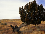 Juniper Tree Bent by the Wind Photographie par David Edwards