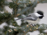 Black-Capped Chickadee, Poecile Atricapilla, in a Snow-Dusted Tree Photographie par John Cancalosi