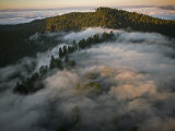 Coastal Fog Covers Humboldt Redwoods State Park Photographic Print by Michael Nichols
