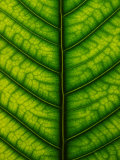 Backlit Close-up of a Fig Leaf, Ficus Species Photographic Print by Joe Petersburger
