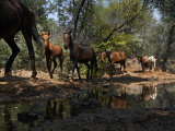 Protected Wild Horses Come to a Water Hole in Order of Dominance Photographic Print by Melissa Farlow