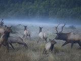 Elk Scatter across a Meadow in Prairie Creek Redwoods State Park Photographic Print by Michael Nichols
