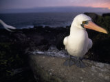 Masked Booby, Sula Dactylatra, Perched on a Rock at Twilight Photographic Print by Mattias Klum