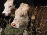 Tagged Dairy Cows Behind a Barbed Wire Fence Near New Glarus Photographie par Paul Damien