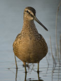Long Billed Dowitcherm (Limnodromus Scolopaceus), Alaska Photographic Print by Michael S. Quinton