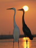 Great Egret, Egretta Alba, in Front with Blue Heron at Sunset Photographic Print by Roy Toft