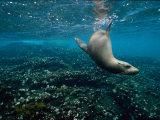 Endangered Galapagos Sea Lion Swimming Underwater Photographic Print by Mattias Klum