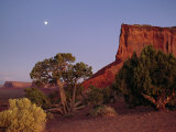 Moon Rise over a Juniper Tree (Juniperus Osteosperma) Ne Arizona Photographic Print by Scott Sroka