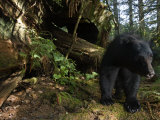 Black Bear Who Strips Bark Off of Redwood Trees to Get at Sap Photographie par Michael Nichols