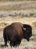 Bull Bison in Grand Teton National Park, Wyoming Photographic Print by Drew Rush