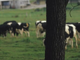 Cattle Grazing in a Field Beyond a Barbed Wire Fence Photographic Print by Raymond Gehman